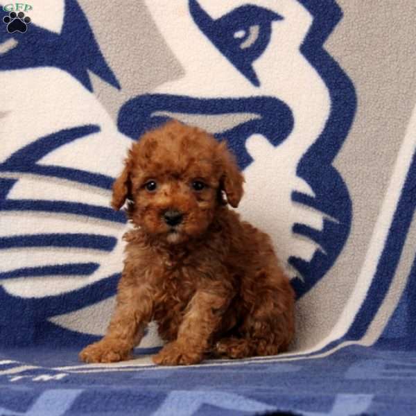 Joseph, Toy Poodle Puppy